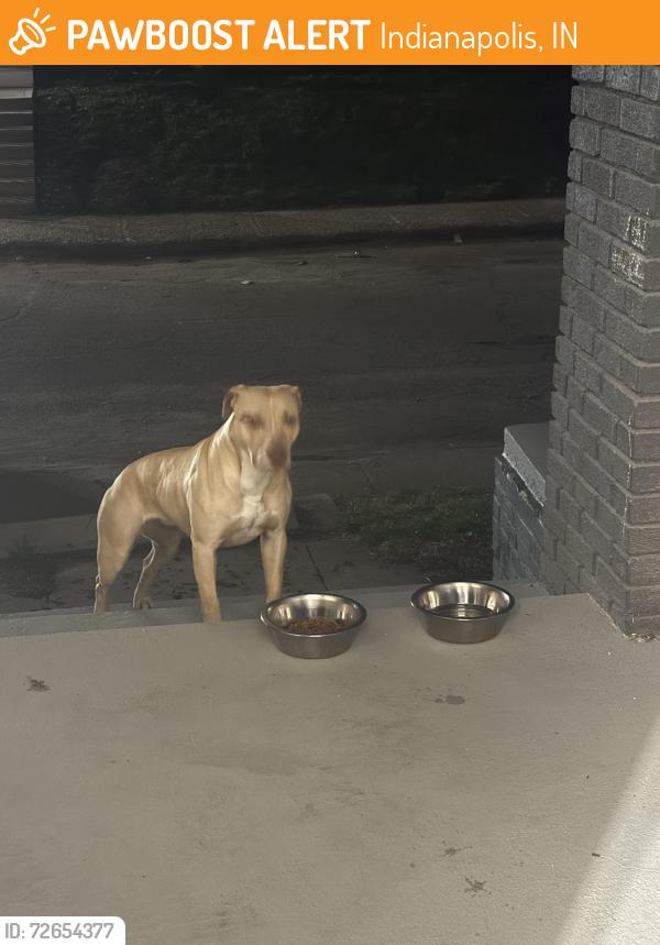 Found/Stray Female Dog last seen Churchman & Prospect, Indianapolis, IN 46203