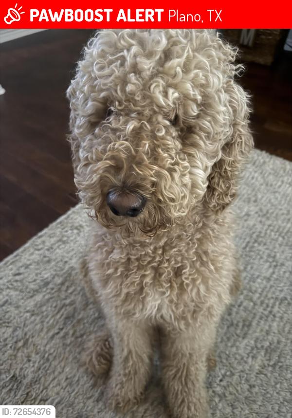 Lost Male Dog last seen McKamy Park, Plano, TX 75024