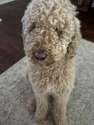 Lost Male Dog last seen McKamy Park, Plano, TX 75024