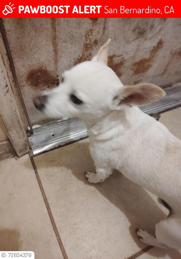 Lost Male Dog last seen Near San Bernardino Cal State college, San Bernardino, CA 92407