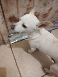 Lost Male Dog last seen Near San Bernardino Cal State college, San Bernardino, CA 92407