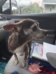 Found/Stray Female Dog last seen Mountaincrest and Tannencrest, Duarte, CA 91010