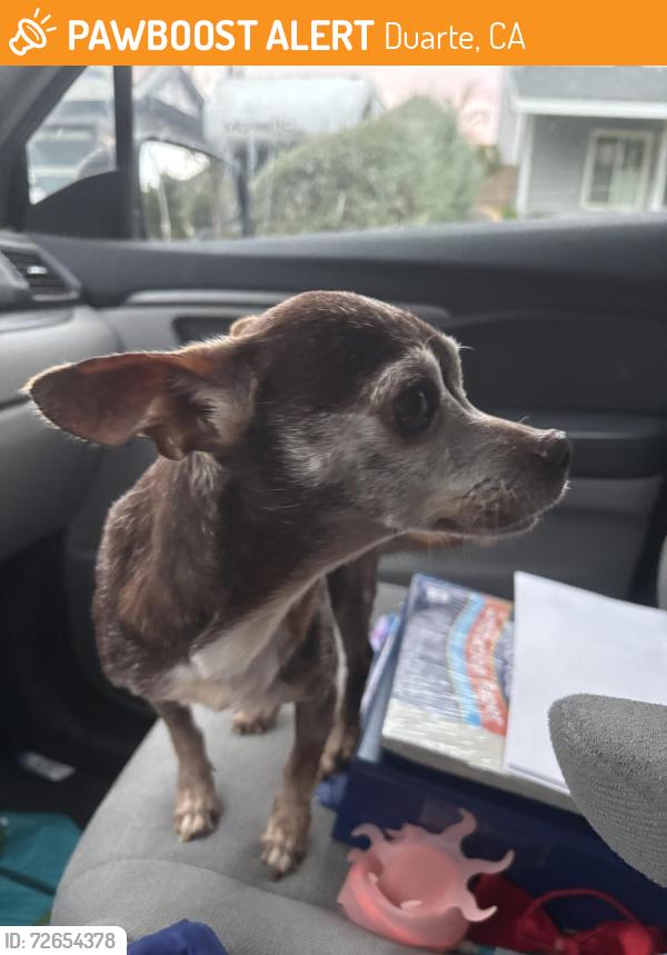 Found/Stray Female Dog last seen Mountaincrest and Tannencrest, Duarte, CA 91010