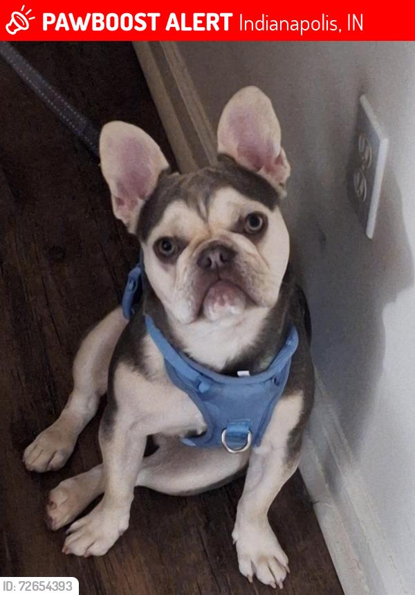 Lost Male Dog last seen Near Dearbond 46218 , Indianapolis, IN 46218