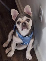 Lost Male Dog last seen Near Dearbond 46218 , Indianapolis, IN 46218