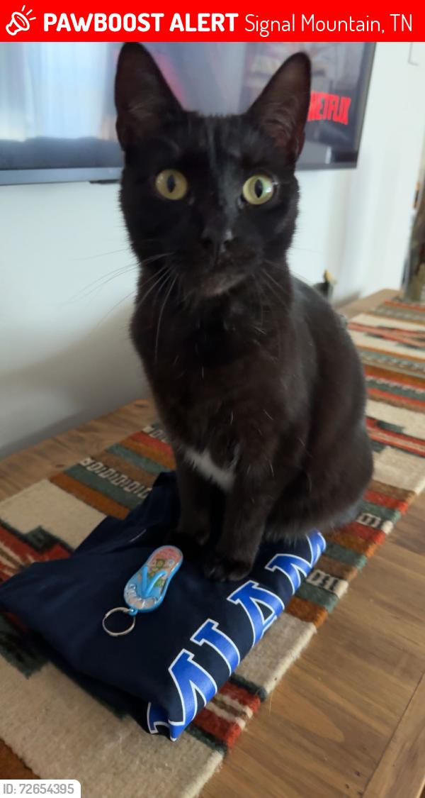 Lost Female Cat last seen signal mountain tennessee , Signal Mountain, TN 37377