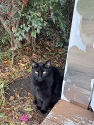 Lost Male Cat last seen Spartanburg highway , Flat Rock, NC 28731
