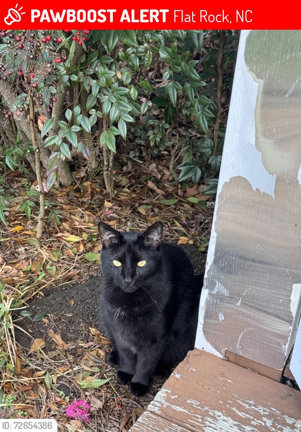 Lost Male Cat last seen Spartanburg highway , Flat Rock, NC 28731