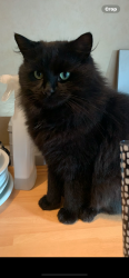 Lost Male Cat last seen Near railway eydon road  Woodford halse , Woodford Halse, England NN11