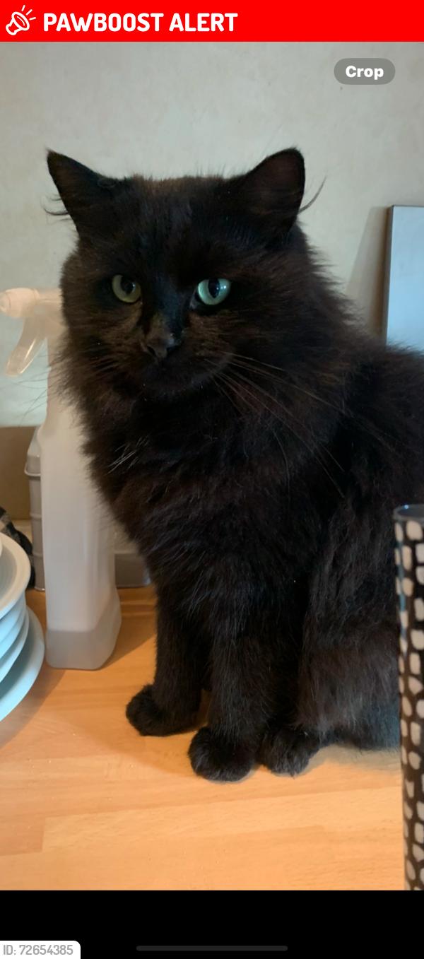 Lost Male Cat last seen Near railway eydon road  Woodford halse , Woodford Halse, England NN11