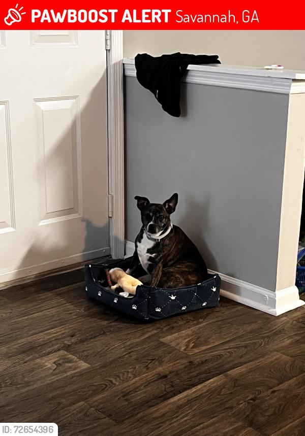 Lost Female Dog last seen Buccaneer Trace, Savannah, GA 31410