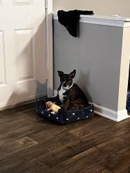Lost Female Dog last seen Buccaneer Trace, Savannah, GA 31410