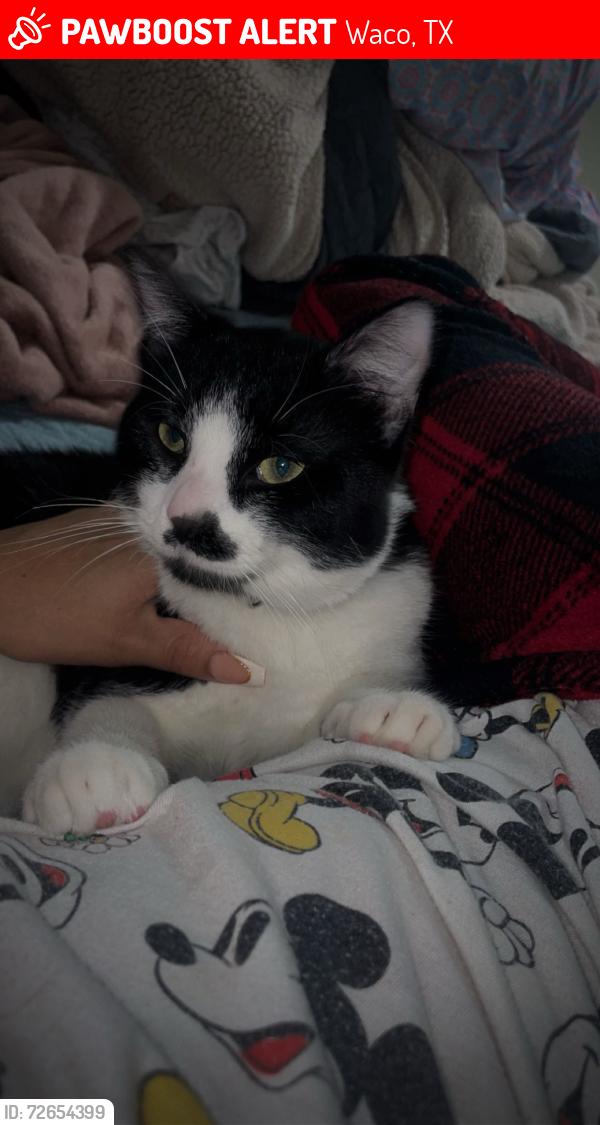Lost Male Cat last seen Near gran ln Waco tx, Waco, TX 76705