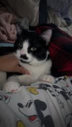 Lost Male Cat last seen Near gran ln Waco tx, Waco, TX 76705