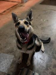 Lost Female Dog last seen Water track Ocala Fl , Silver Springs Shores, FL 34472