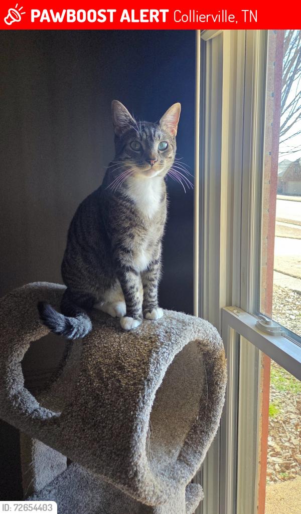 Lost Male Cat last seen Grand Steeple Dr., Collierville, TN 38017