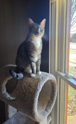 Lost Male Cat last seen Grand Steeple Dr., Collierville, TN 38017
