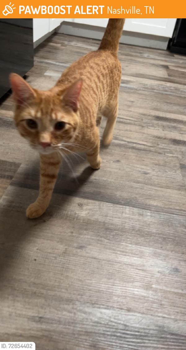 Found/Stray Male Cat last seen Brentwood Hills Luxury s , Nashville, TN 37211
