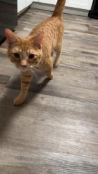 Found/Stray Male Cat last seen Brentwood Hills Luxury s , Nashville, TN 37211