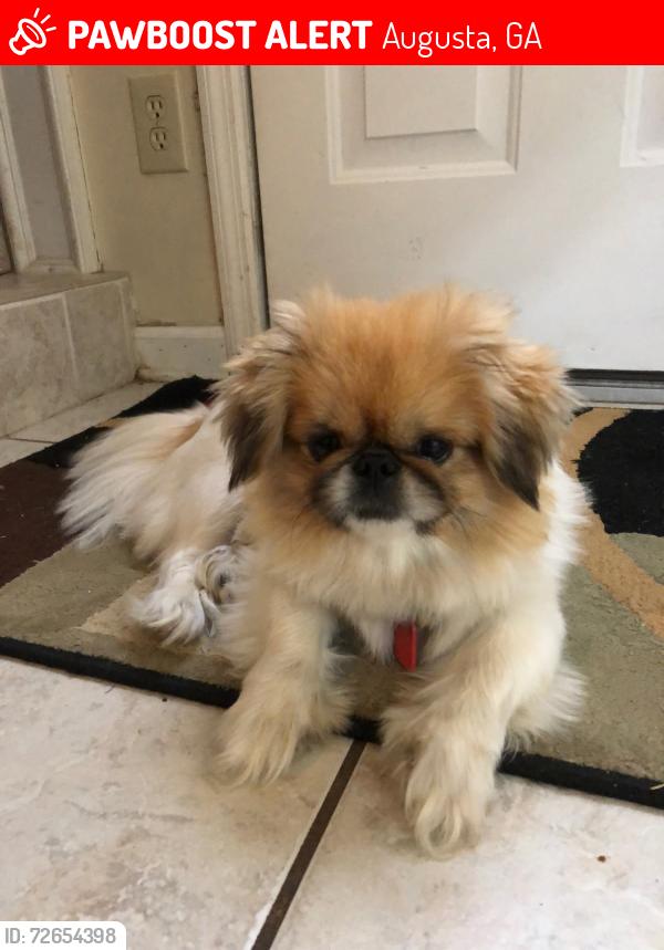 Lost Male Dog last seen Richmond hill and Bunalow and Pate Ave, Augusta, GA 30906
