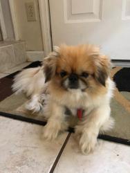 Lost Male Dog last seen Richmond hill and Bunalow and Pate Ave, Augusta, GA 30906