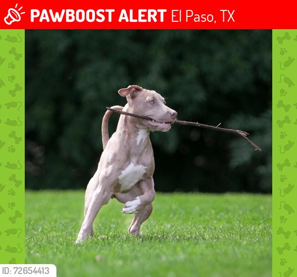 Lost Female Dog last seen Sun valley and  McCombs, El Paso, TX 79924