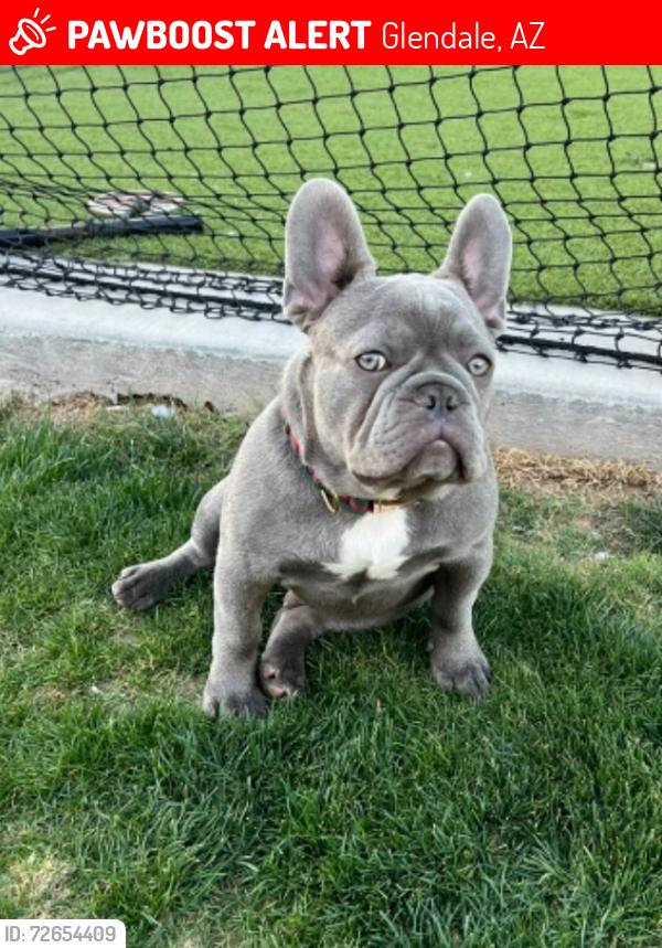 Lost Male Dog last seen 67th avenue and Bethany  road, Glendale, AZ 85303