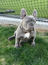 Lost Male Dog last seen 67th avenue and Bethany  road, Glendale, AZ 85303