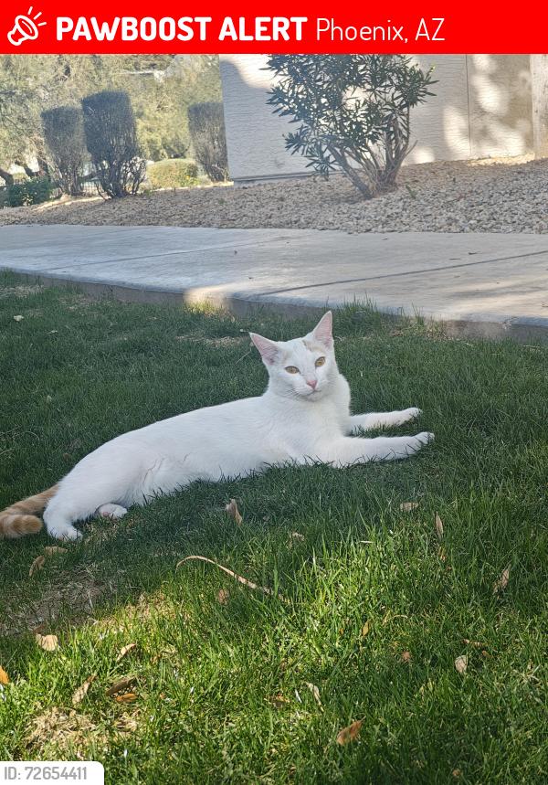 Lost Male Cat last seen 14th St and northern , Phoenix, AZ 85016