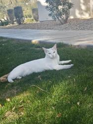 Lost Male Cat last seen 14th St and northern , Phoenix, AZ 85016