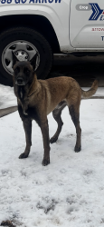 Lost Male Dog last seen 28th st and riverside, Fort Worth, TX 76164