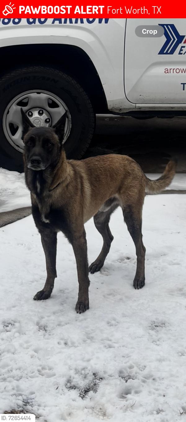 Lost Male Dog last seen 28th st and riverside, Fort Worth, TX 76164