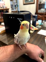 Lost Male Bird last seen Miller St and Daniel Dr. (Neighborhood across from Target Center), Santa Maria, CA 93454
