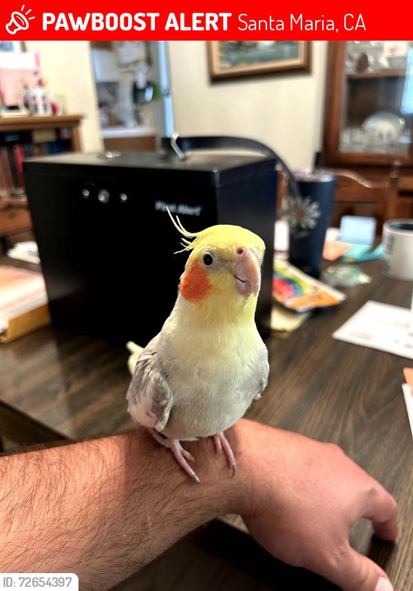Lost Male Bird last seen Miller St and Daniel Dr. (Neighborhood across from Target Center), Santa Maria, CA 93454