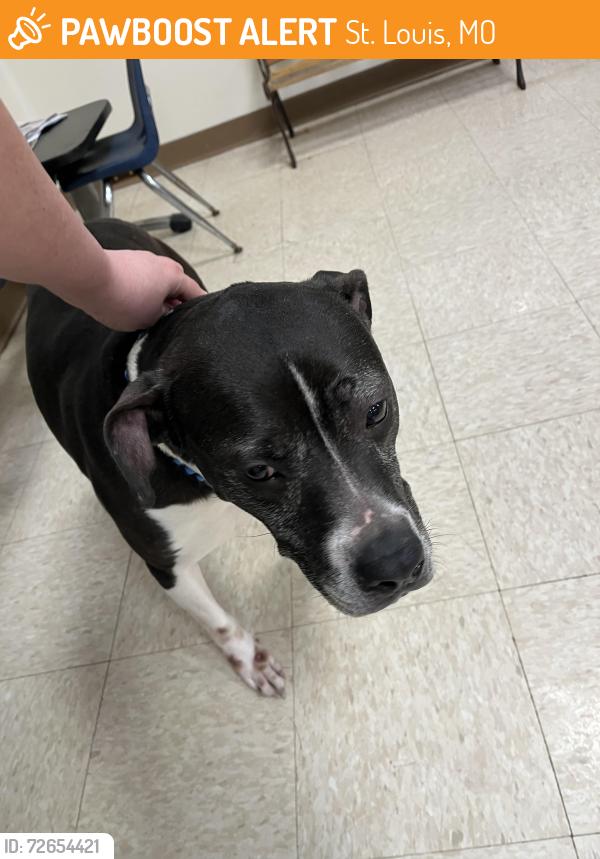 Found/Stray Female Dog last seen Wilcox and Gilson, St. Louis, MO 63116
