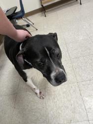 Found/Stray Female Dog last seen Wilcox and Gilson, St. Louis, MO 63116