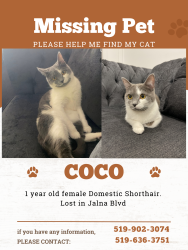 Lost Female Cat last seen Jalna Blvd and Collette Dr, London, ON N6E