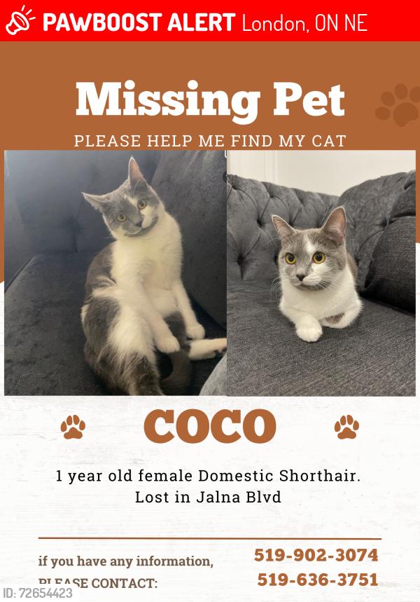 Lost Female Cat last seen Jalna Blvd and Collette Dr, London, ON N6E