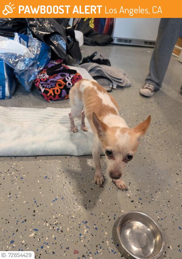 Found/Stray Male Dog last seen Tulsa and petit , Los Angeles, CA 91344
