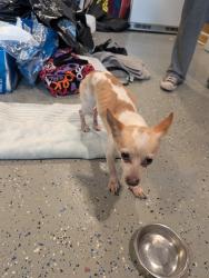Found/Stray Male Dog last seen Tulsa and petit , Los Angeles, CA 91344