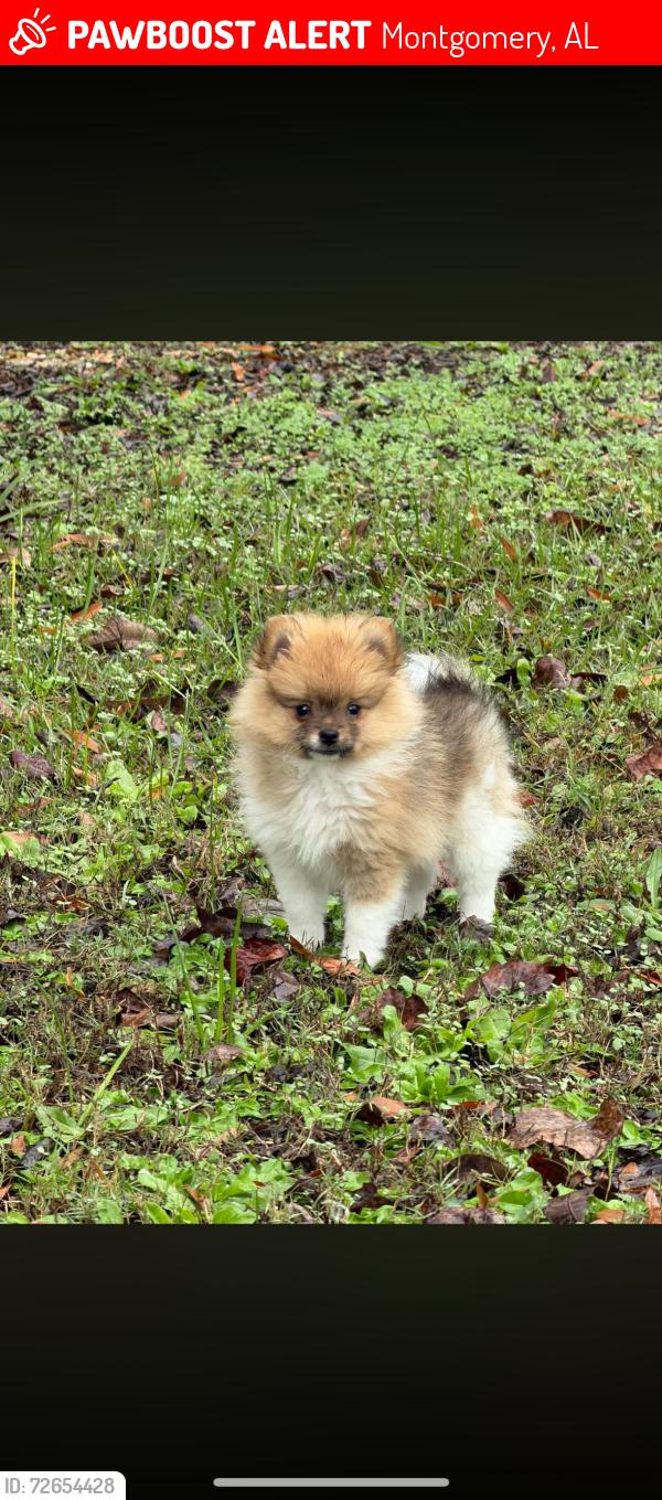 Lost Male Dog last seen Carver , Montgomery, AL 36108
