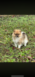 Lost Male Dog last seen Carver , Montgomery, AL 36108