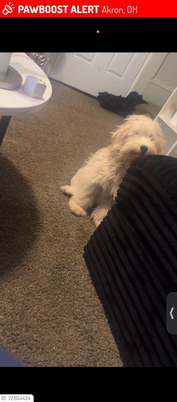 Lost Female Dog last seen Near Cole Ave. , Akron, OH 44301