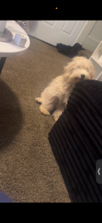 Lost Female Dog last seen Near Cole Ave. , Akron, OH 44301