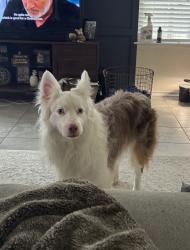 Found/Stray Male Dog last seen Virtue St and George Washington , Manor, TX 78653