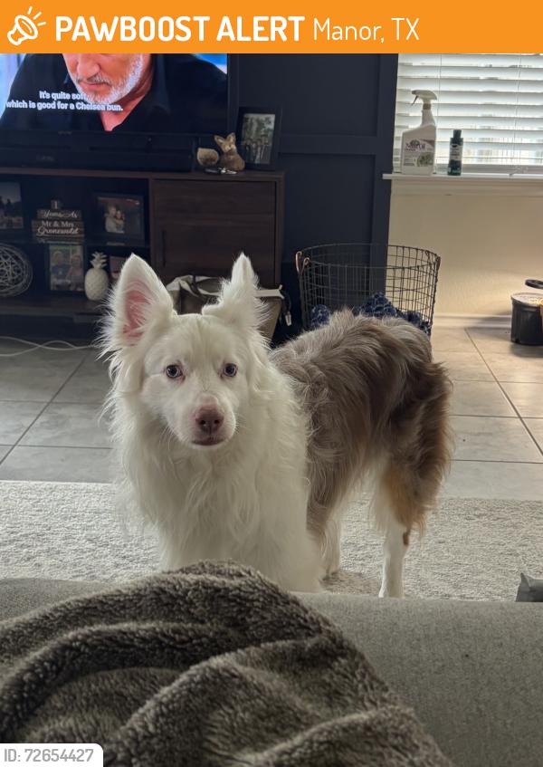 Found/Stray Male Dog last seen Virtue St and George Washington , Manor, TX 78653