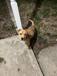 Found/Stray Male Dog last seen E Camp Wisdom Rd , Duncanville, TX 75116
