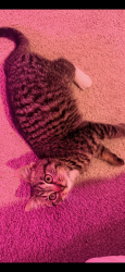Lost Male Cat last seen Ossian, Ossian, IN 46777