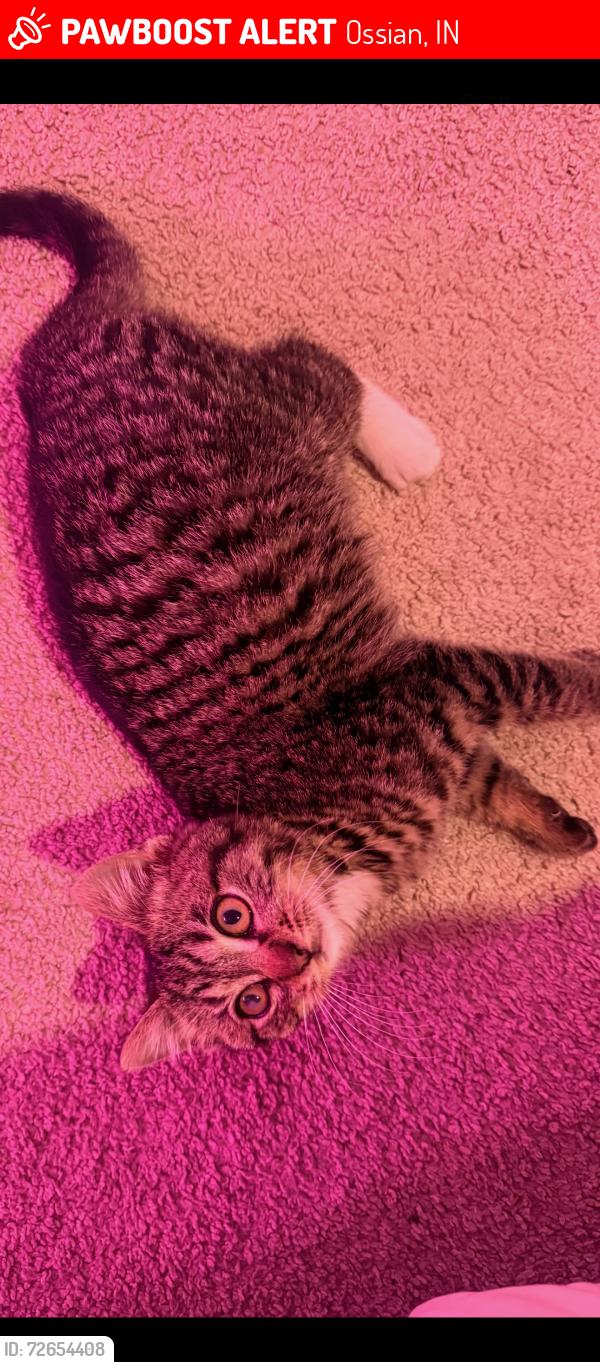 Lost Male Cat last seen Ossian, Ossian, IN 46777