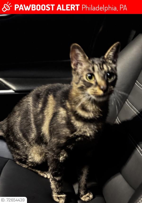 Lost Male Cat last seen Holyoke road and Lansford street , Philadelphia, PA 19114